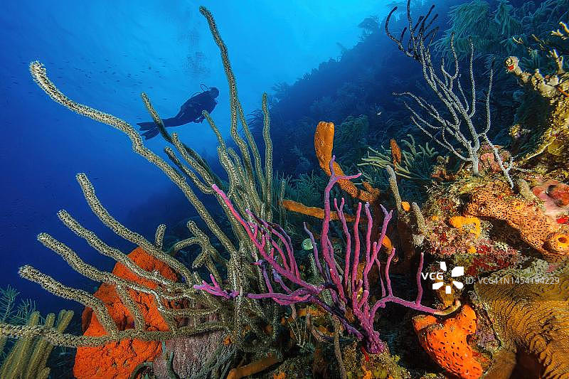 色彩鲜艳的完整珊瑚礁与加勒比海鞭，背景是潜水员图片素材