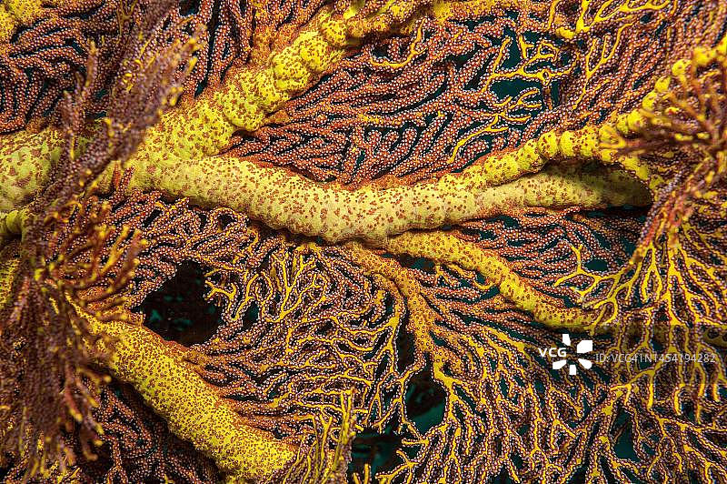 柳珊瑚（软海绵）的枝干特写，印度洋，印度-太平洋，斯米兰群岛，泰国图片素材