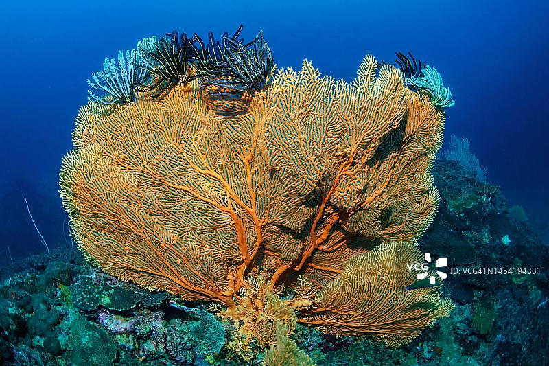 印度洋-太平洋泰国海域的巨型海扇图片素材
