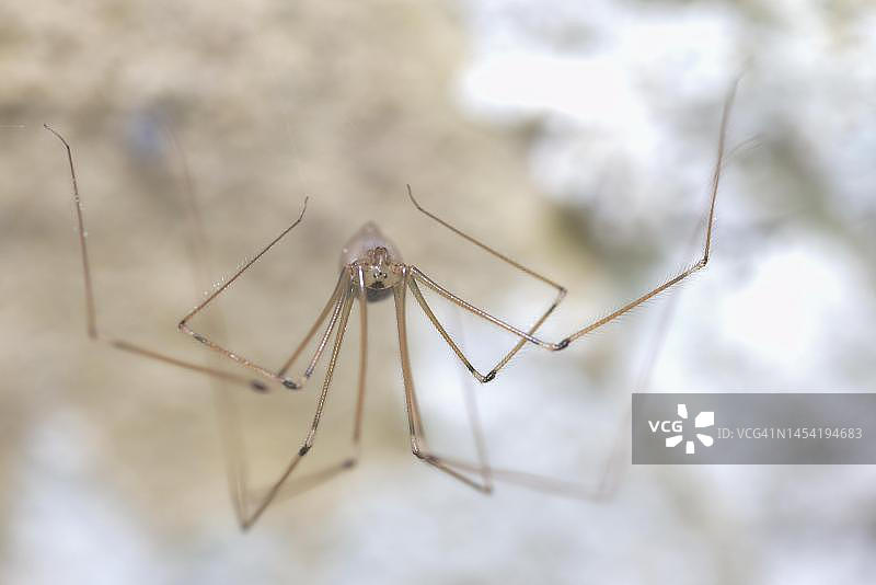 坐在德国住宅楼地下室里的长腿幽灵蛛(Pholcus phalangioides)图片素材