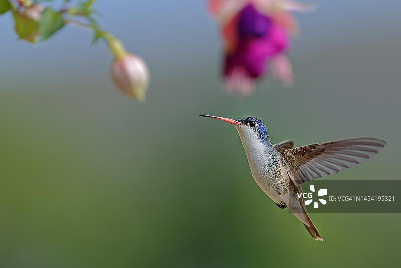 紫冠蜂鸟，墨西哥哈利斯科州图片素材