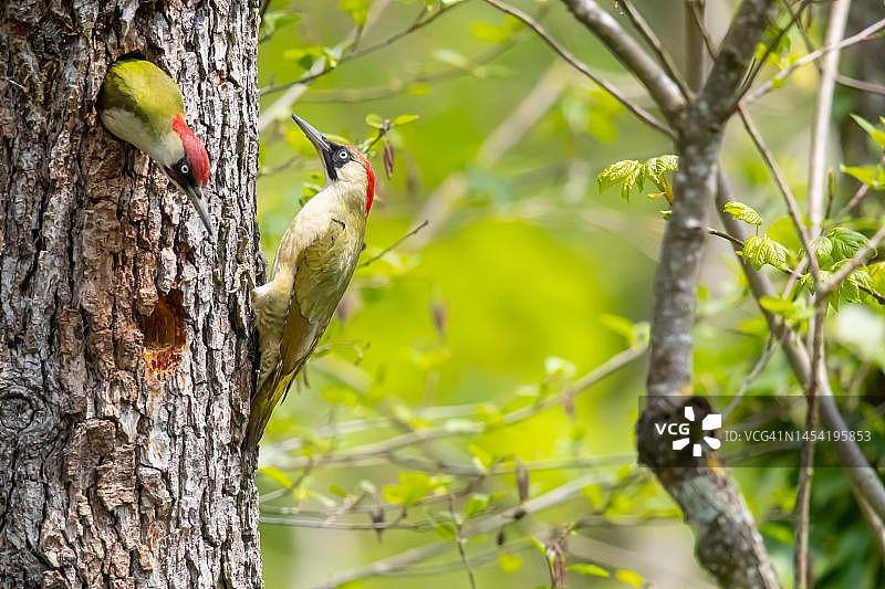 轮流繁殖的欧洲绿啄木鸟，德国图片素材