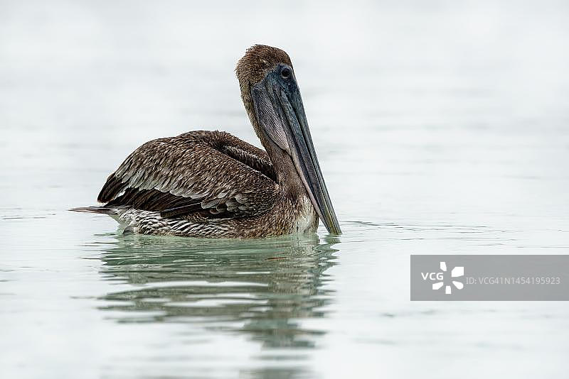 伯利兹科罗萨尔区的棕色鹈鹕图片素材