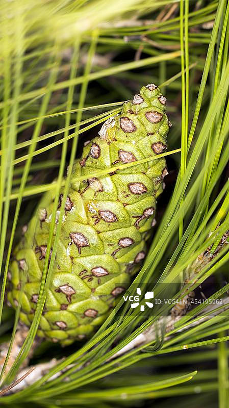 新鲜绿色松果，阿尔巴尼亚萨兰达图片素材