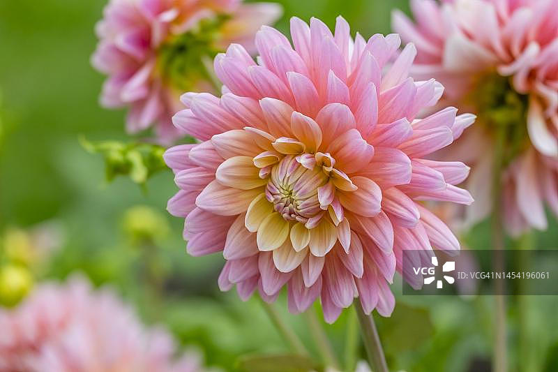 德国北莱茵-威斯特法伦明斯特兰的大丽花图片素材