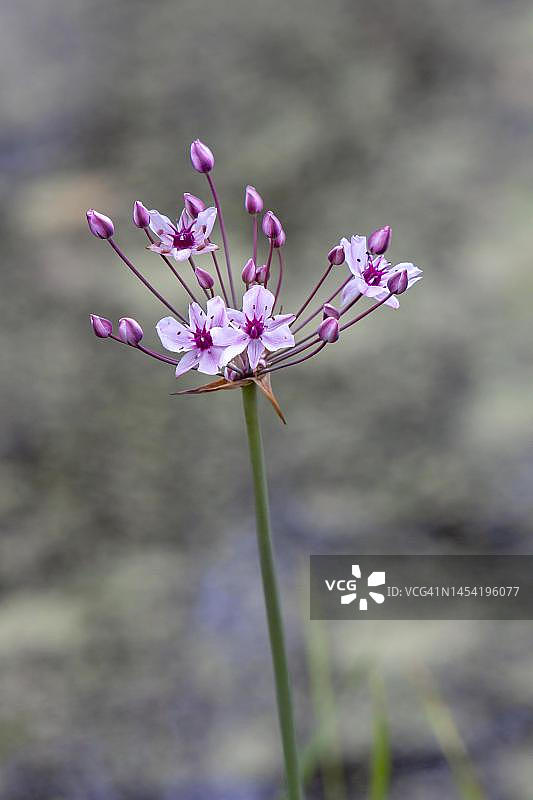 花菖蒲，睡莲，德国下萨克森图片素材