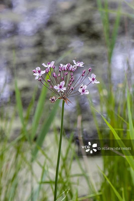 花菖蒲，睡莲，德国下萨克森图片素材