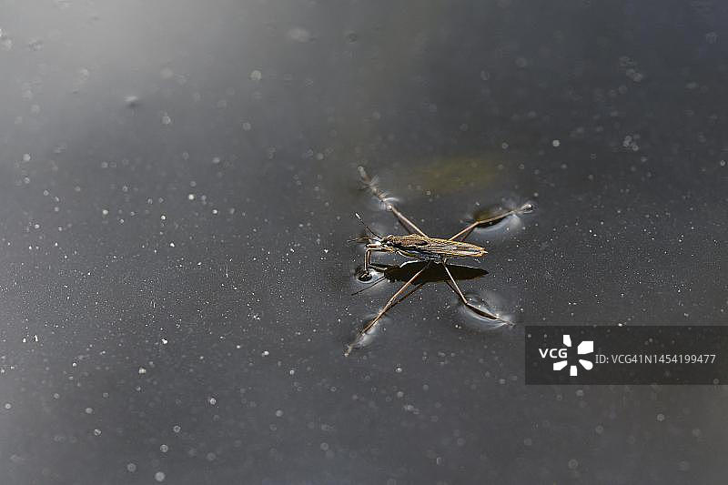 水黾在水面，德国北莱茵-威斯特法伦州鲁尔区奥伯豪森花园池塘图片素材