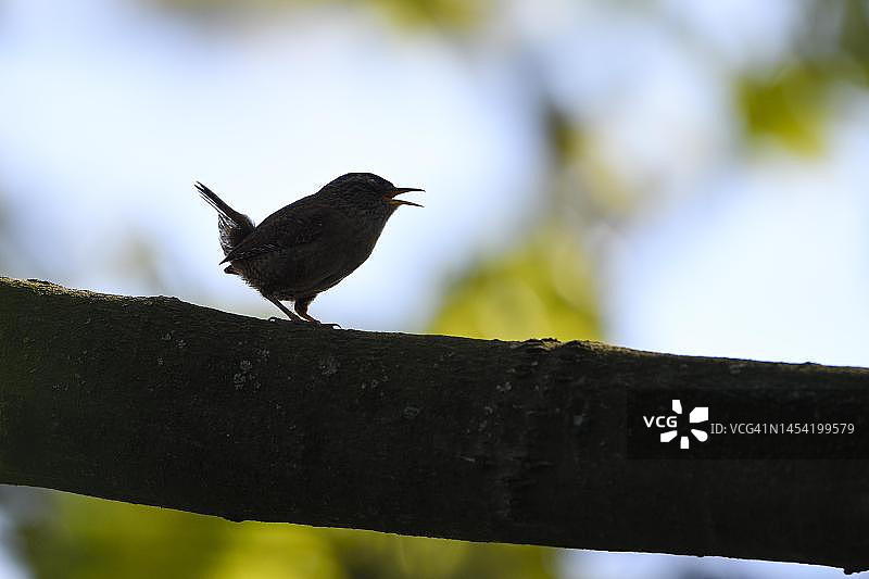 德国北莱茵-威斯特法伦州，轮廓剪影中的欧亚鹪鹩求偶图片素材
