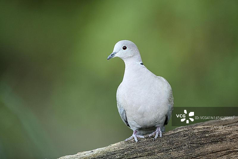 欧亚斑鸠，德国北莱茵-威斯特法伦州图片素材