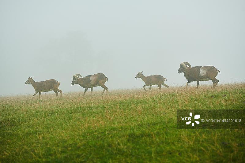 欧洲盘羊公羊和母羊在雾蒙蒙的草地上，奥地利奥拉赫野生动物园图片素材