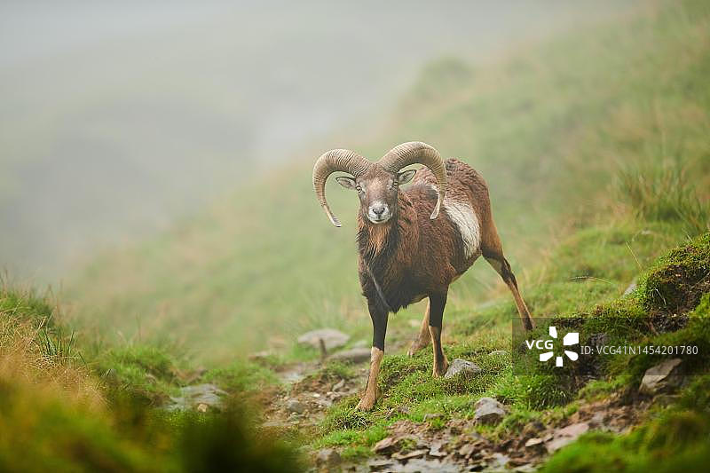 欧洲盘羊，奥地利基茨比厄尔附近奥拉赫野生动物园图片素材
