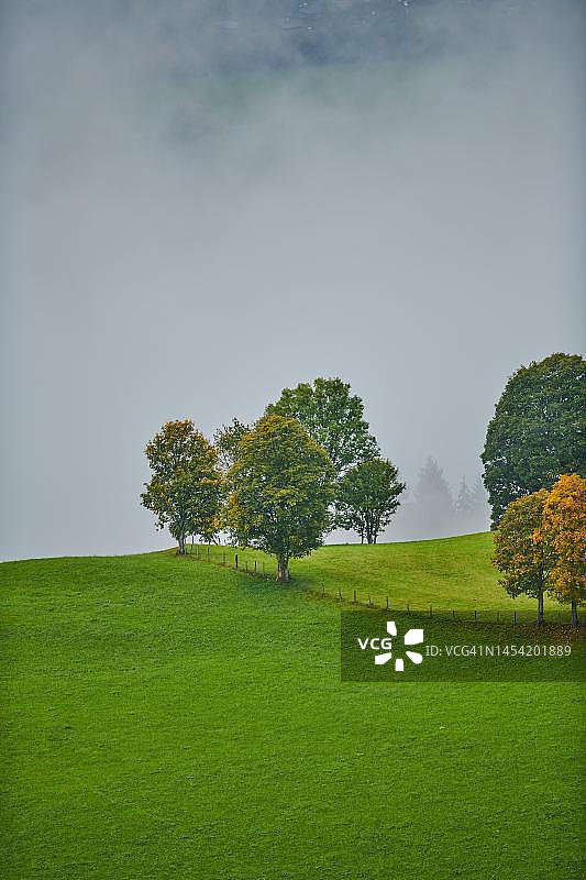 奥地利基茨比厄尔附近奥拉赫的雾景中，彩色挪威枫树图片素材