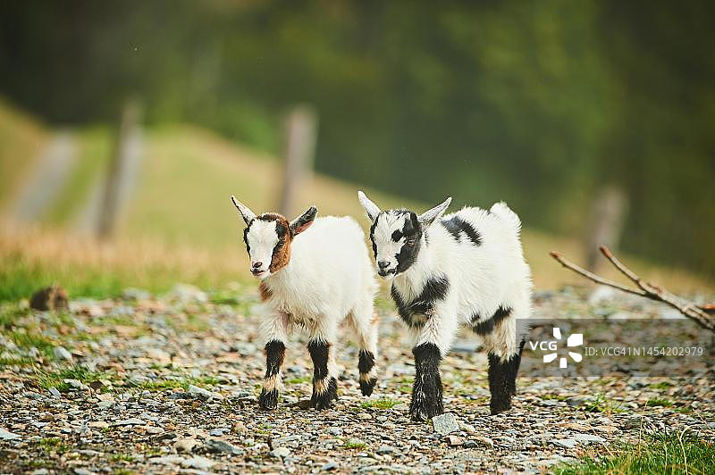 奥地利基茨比厄尔附近奥拉赫野生动物园里正在行走的家山羊幼崽图片素材