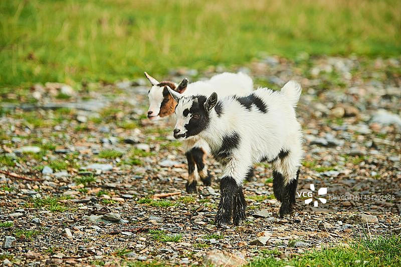 奥地利基茨比厄尔附近奥拉赫野生动物园里正在行走的家山羊幼崽图片素材