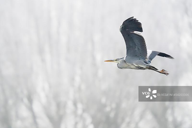 冬季在黑森州飞翔的苍鹭图片素材