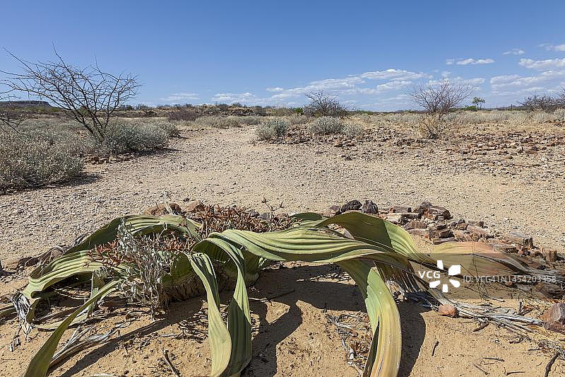 百岁兰(Welwitschia mirabilis)，纳米比亚诺克卢夫特国家公园特有植物图片素材