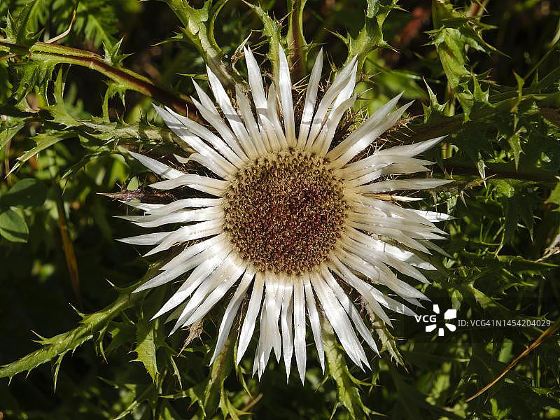 银 thistle (Carlina acaulis), 阿尔高阿尔卑斯山脉, 阿尔高, 巴伐利亚, 德国图片素材