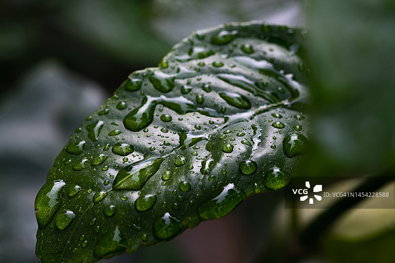 阳光明媚的公园里的绿叶背景图片素材