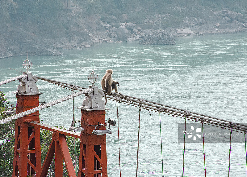 瑞诗凯诗桥上的猴子图片素材