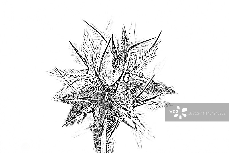 星状三叶草图片素材