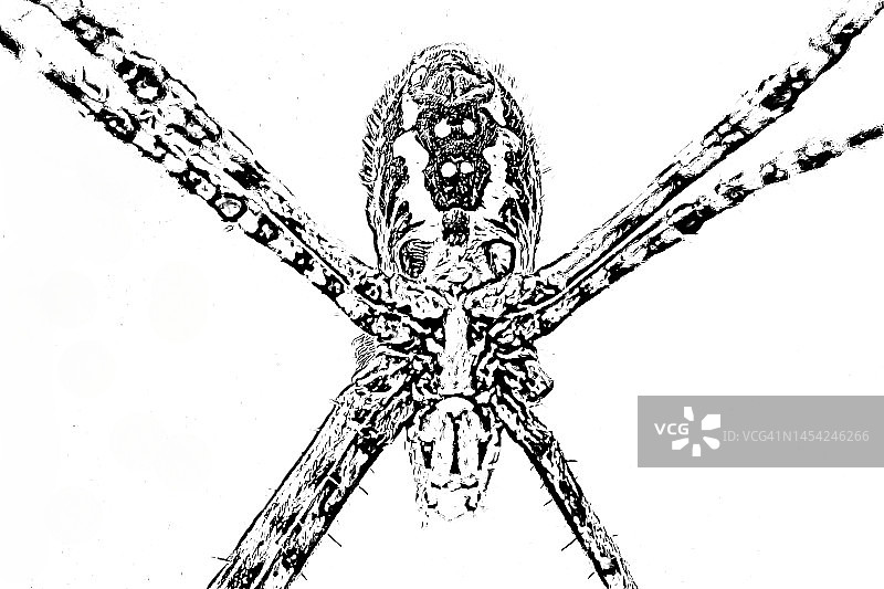 三带姬鬼蛛图片素材