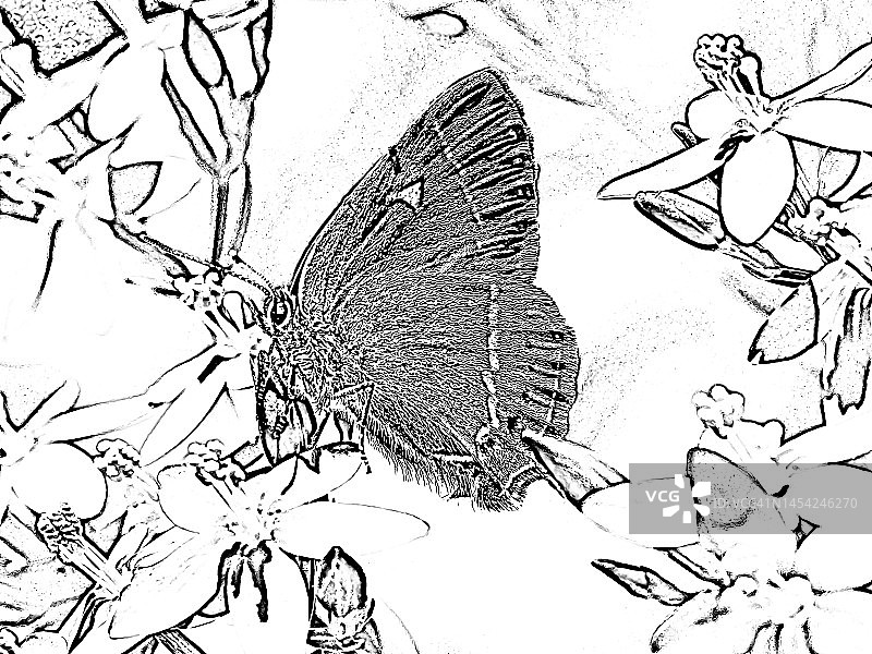 假槲树灰蝶图片素材