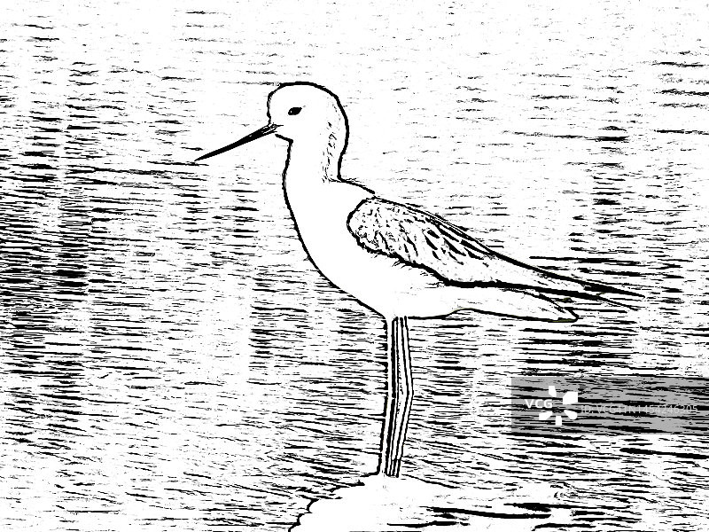 黑翅长脚鹬图片素材