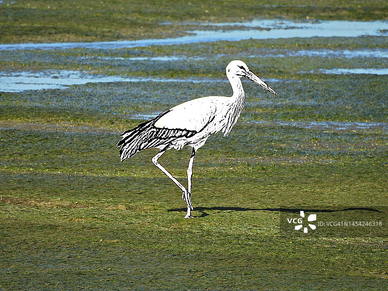 白鹳图片素材