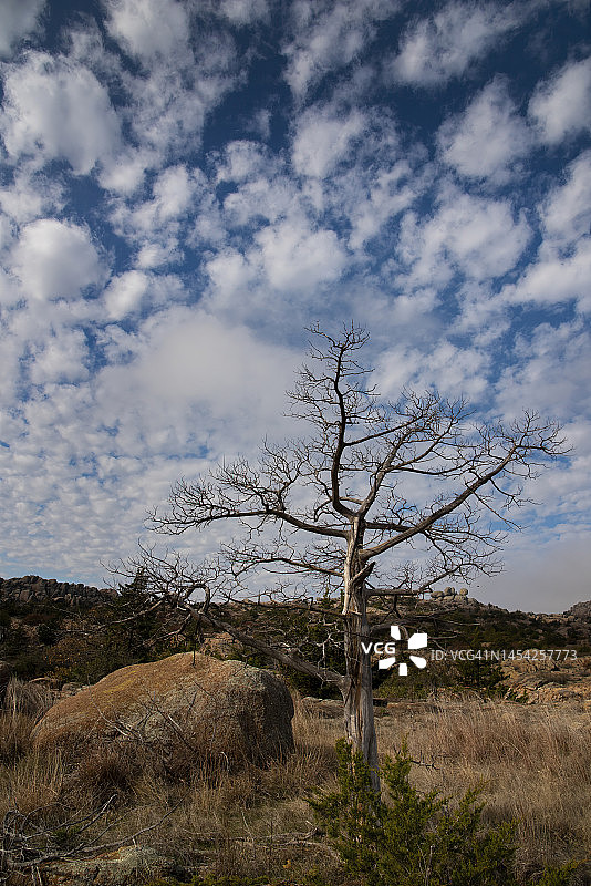 光秃的树和云彩图片素材