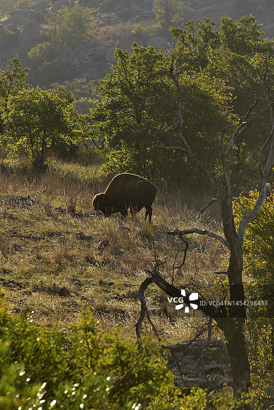 草原上的野牛图片素材