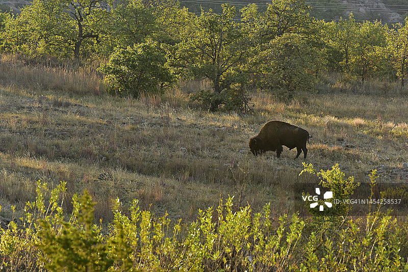 野牛吃草图片素材