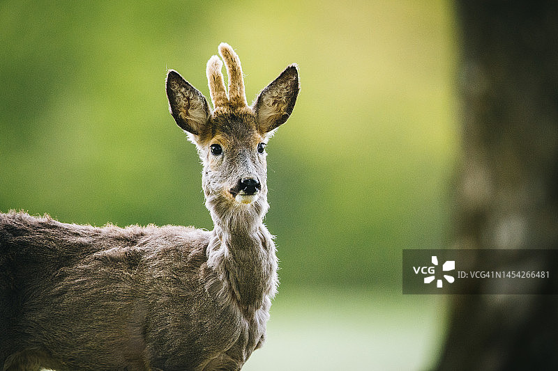 森林里的年轻雄性狍图片素材