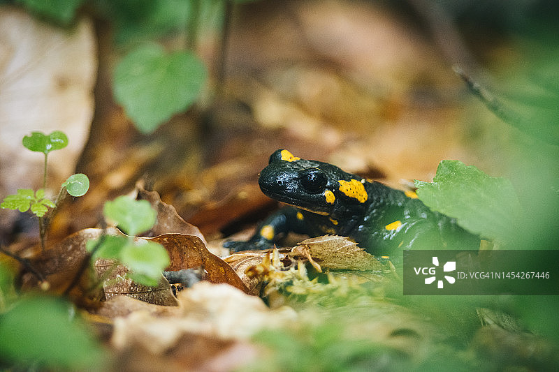 栖息在森林地面上的火蜥蜴图片素材