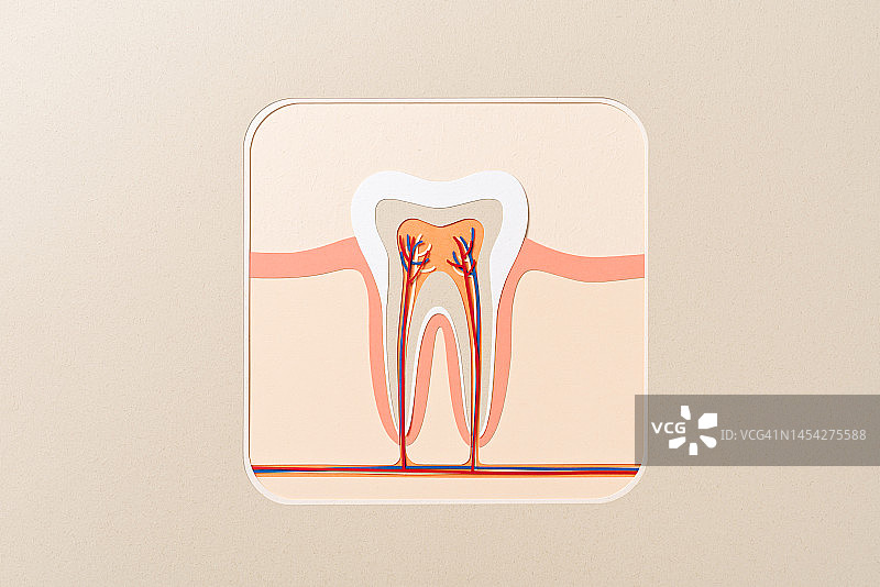 人类牙髓腔横截面解剖纸工艺图片素材