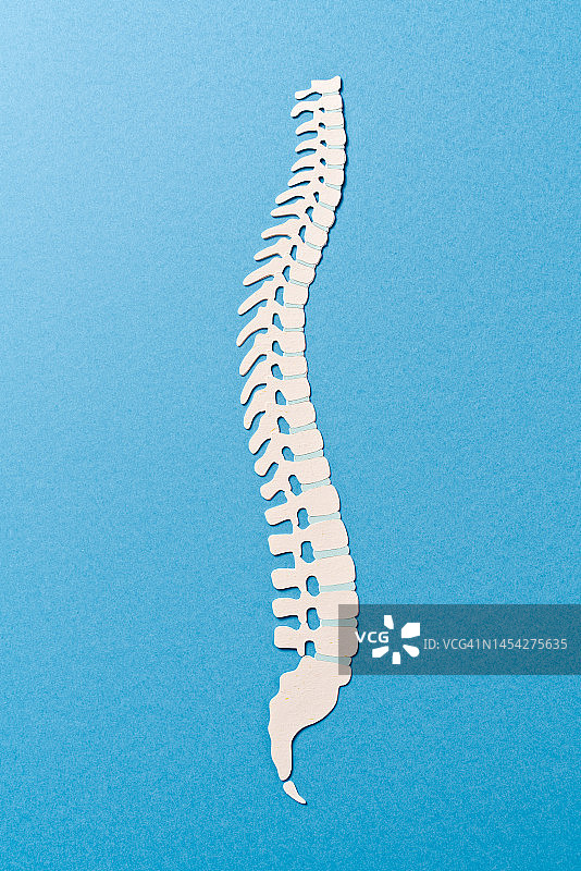 人体脊椎解剖纸工艺图片素材