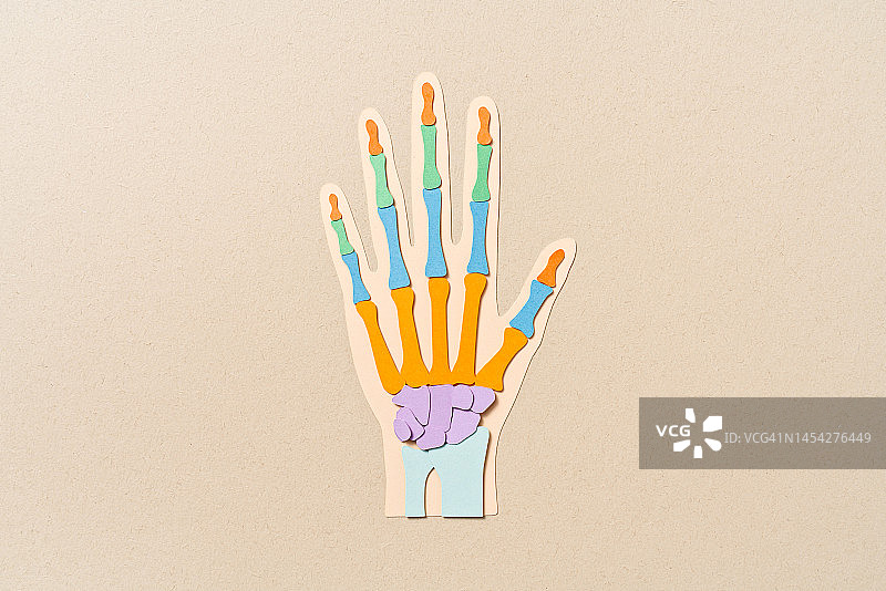 手部骨骼解剖彩色纸艺图图片素材