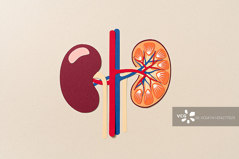 人体肾脏内部解剖结构纸工艺图片素材