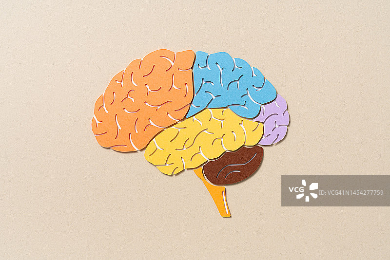 人脑区域解剖学剪纸工艺图片素材