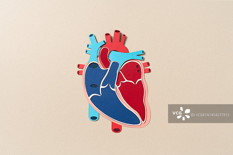 人心脏内部解剖纸工艺图片素材