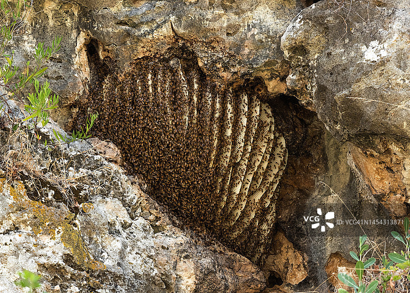 一群蜜蜂图片素材
