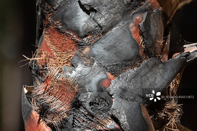 烧焦的棕榈树干图片素材