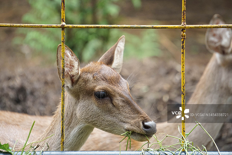 小母鹿在动物保护区进食图片素材