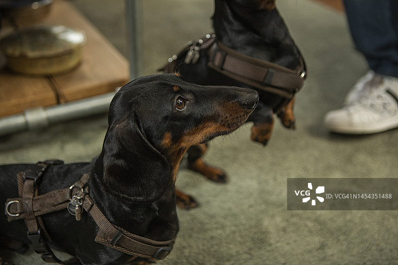 家中的纯种血统狗的肖像图片素材