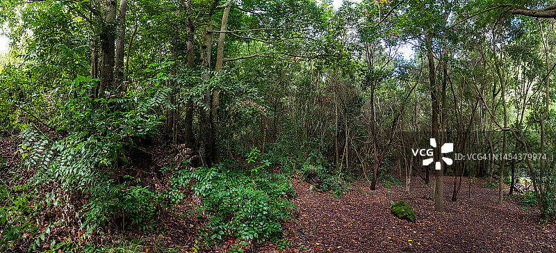 大加那利岛莫亚洛斯蒂洛斯月桂树森林景观，加那利群岛图片素材
