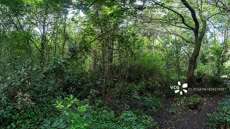 大加那利岛莫亚洛斯蒂洛斯月桂树森林景观，加那利群岛图片素材