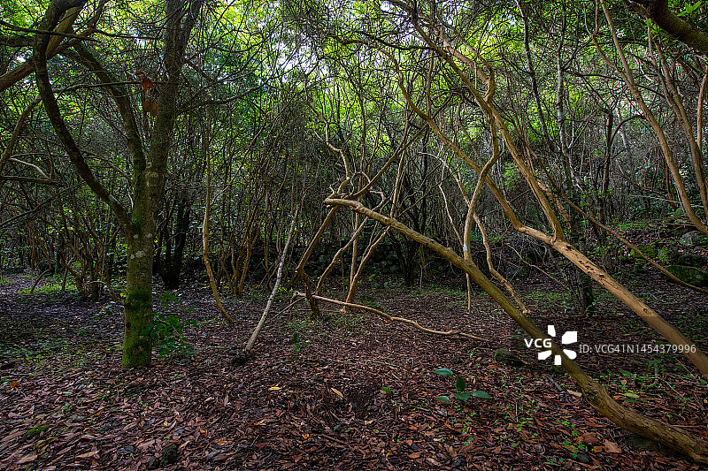 大加那利岛莫亚洛斯蒂洛斯月桂树森林景观，加那利群岛图片素材