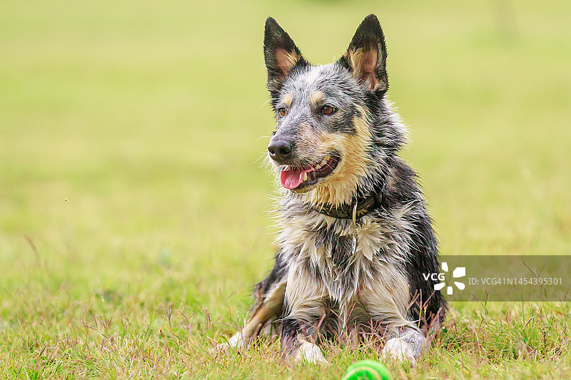 澳大利亚牛犬图片素材