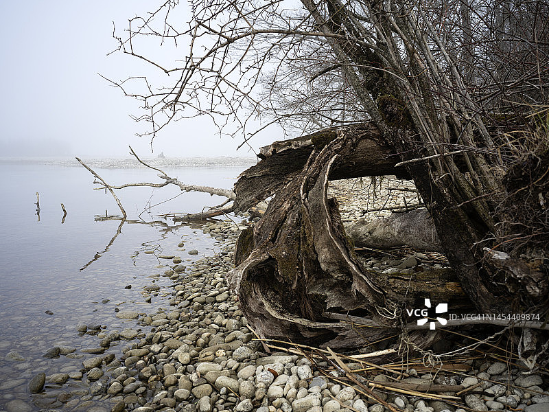 哈内克阿尔河沿岸的树干特写图片素材