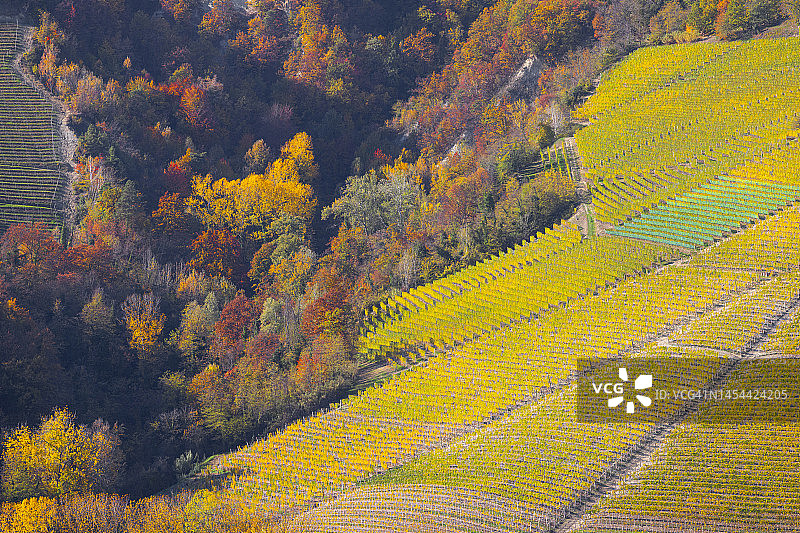 意大利皮埃蒙特区库内奥省秋日葡萄园的纹理图片素材
